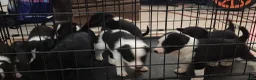Mixed Breed dogs for sale: Mixed Breed 1 - Ad 4