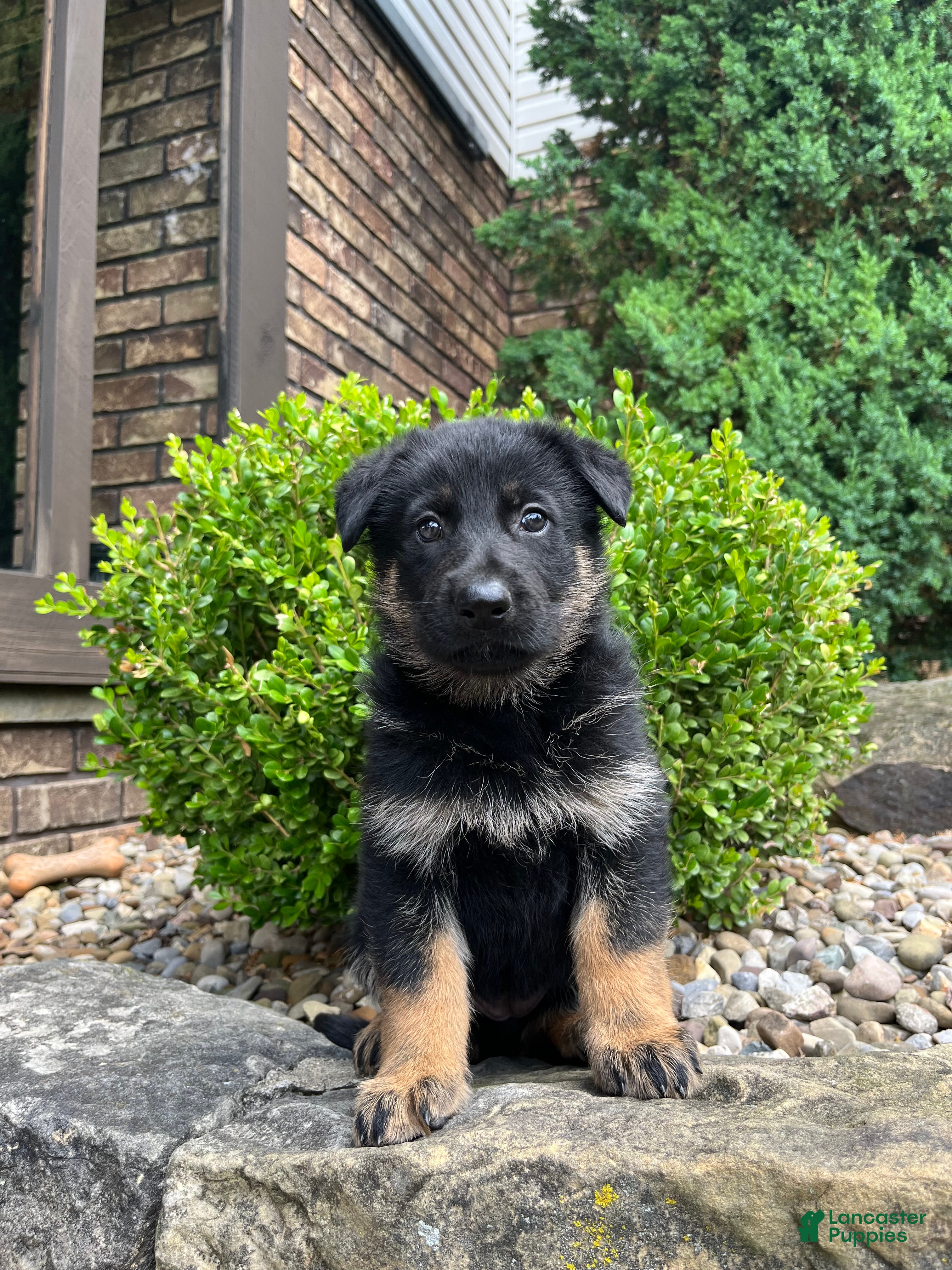 German Shepherd dogs Yori - Ad 2