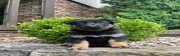 German Shepherd dogs for sale: Yori - Ad 2