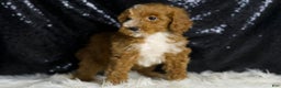 Mini Goldendoodle dogs for sale: Flashy - Ad 3