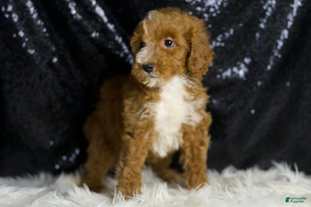 Mini Goldendoodle dogs for sale: Flashy - Ad 3