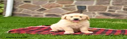 Golden Retriever dogs for sale: Ranelle - Ad 3