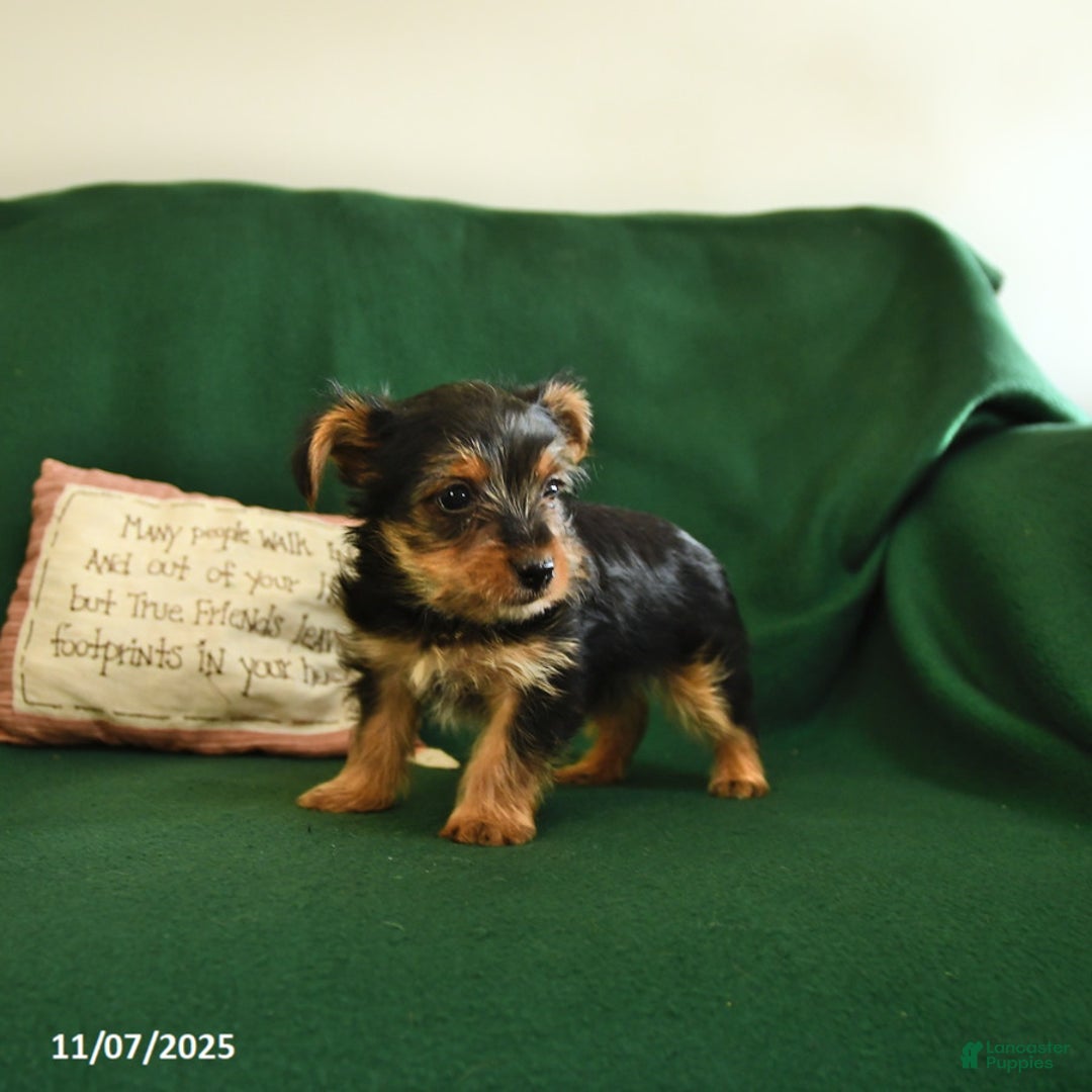 Yorkshire Terrier dogs for sale: Cookie - Ad 10
