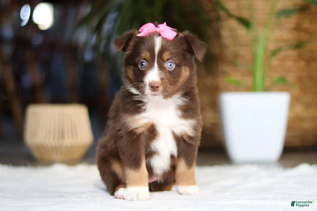 Australian Shepherd dogs for sale: Zinna - Ad 5