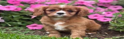 Cavalier King Charles Spaniel dogs for sale: Bella - Ad 6