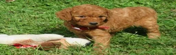 Mini Goldendoodle dogs for sale: Cider - Ad 8