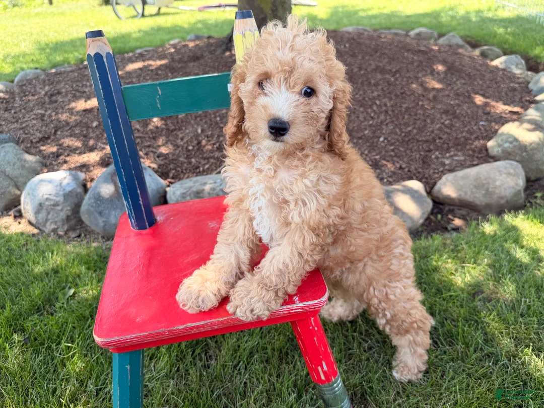 Cockapoo dogs for sale: Maddy - Ad 1