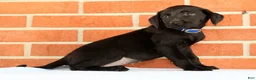 Labrador Retriever dogs for sale: Brinly - Ad 7