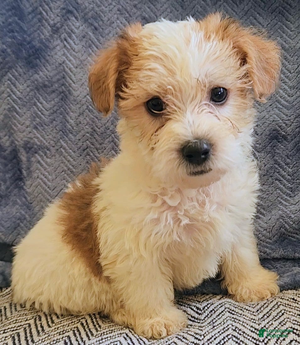 Mixed Breed dogs Rocky - Ad 1