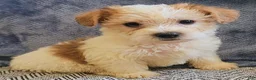 Mixed Breed dogs for sale: Rocky - Ad 1
