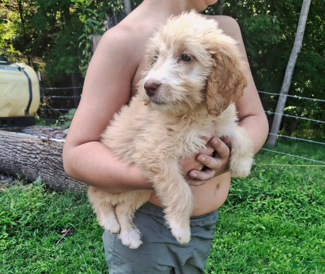 Labradoodle dogs for sale: 2 females - Ad 2
