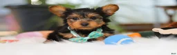 Yorkshire Terrier dogs for sale: Brady - Ad 4