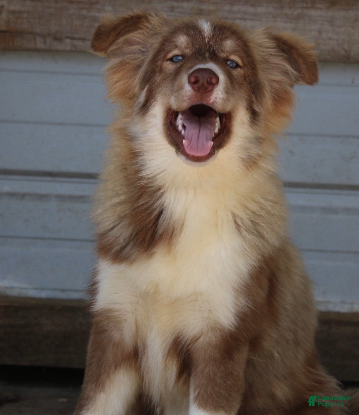 Pomsky dogs Brown - Ad 2