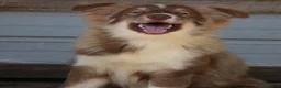 Pomsky dogs for sale: Brown - Ad 2
