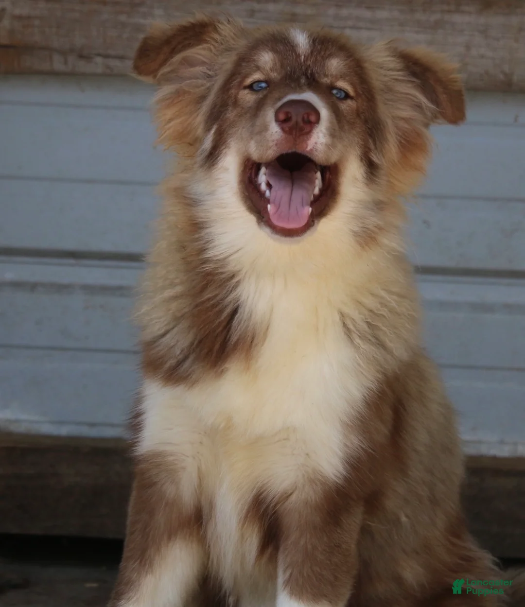 Pomsky dogs for sale: Brown - Ad 2