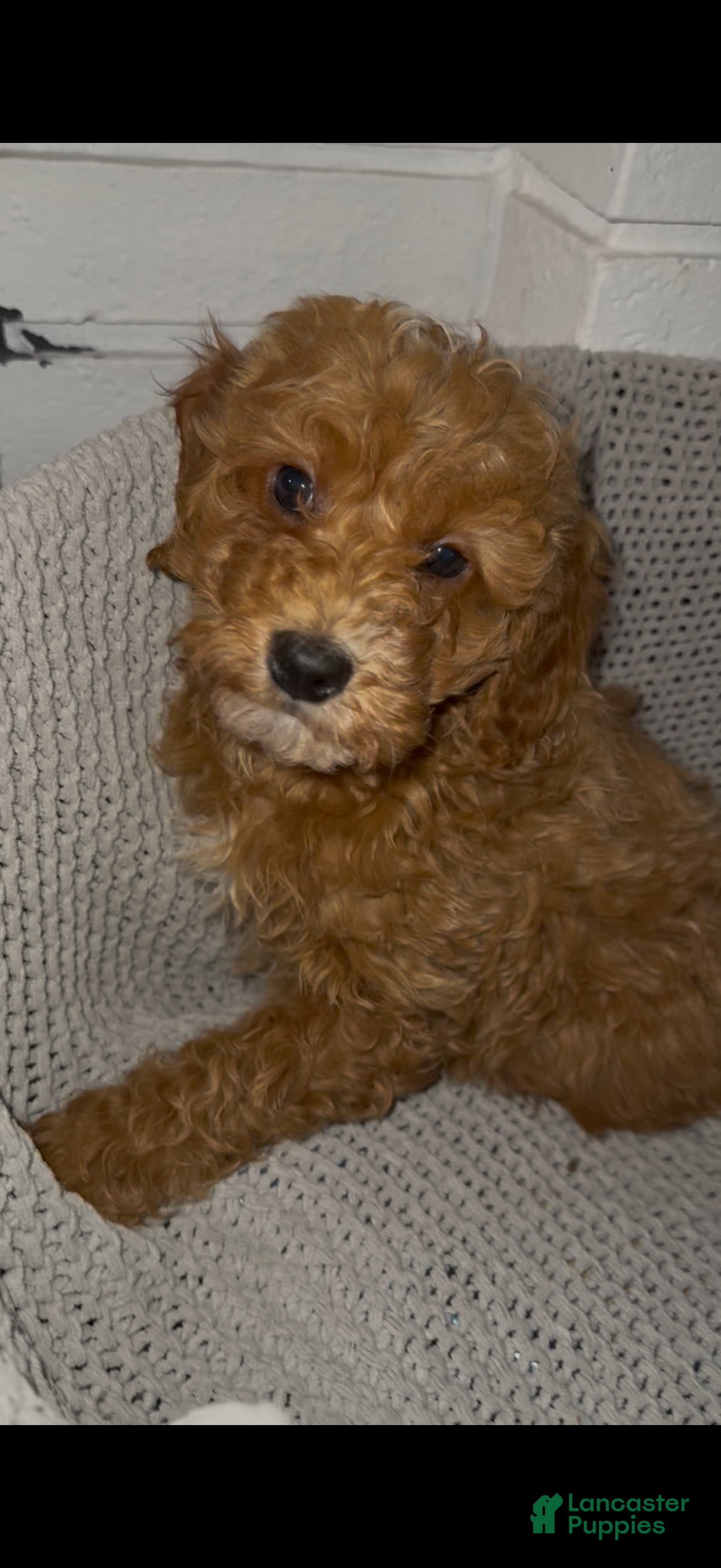 Mini Goldendoodle dogs Mini Goldendoodle Puppy 2 - Ad 9