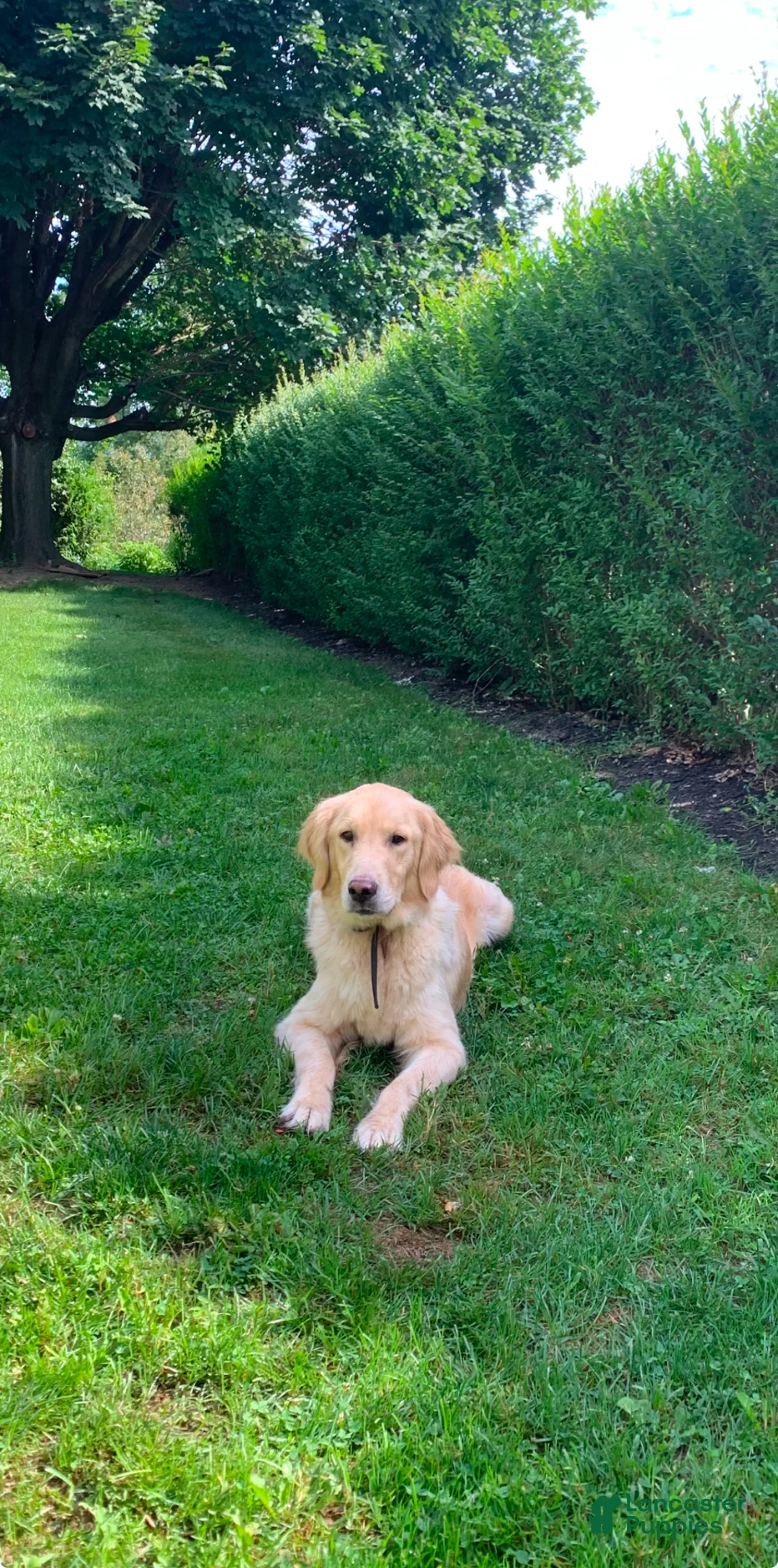 Mini Goldendoodle dogs for sale: Gracie - Ad 3