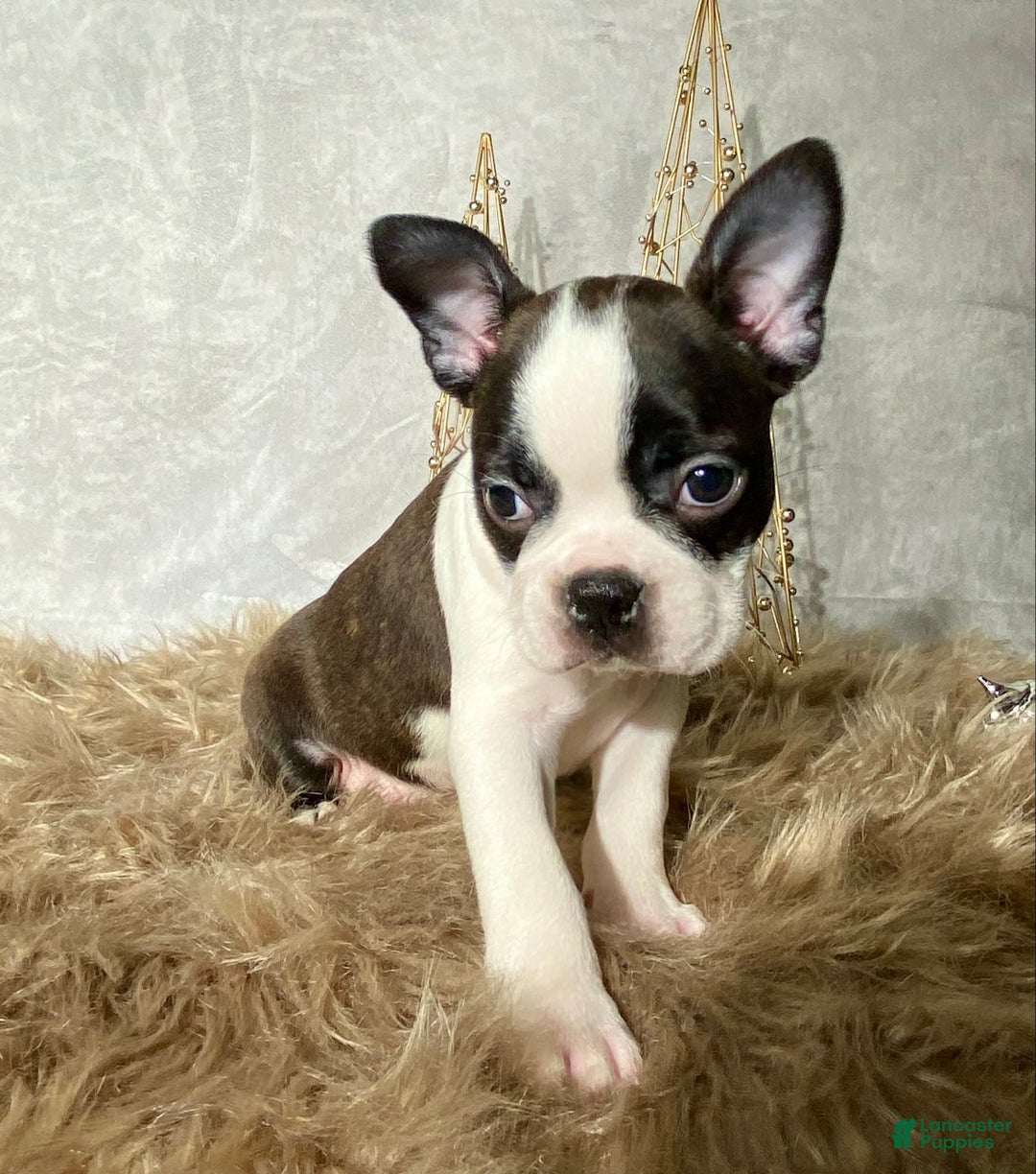 Boston Terrier dogs for sale: Frost  - Ad 6