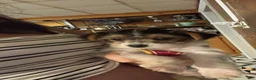 Mixed Breed dogs for sale: Mixed Breed 3 - Ad 4