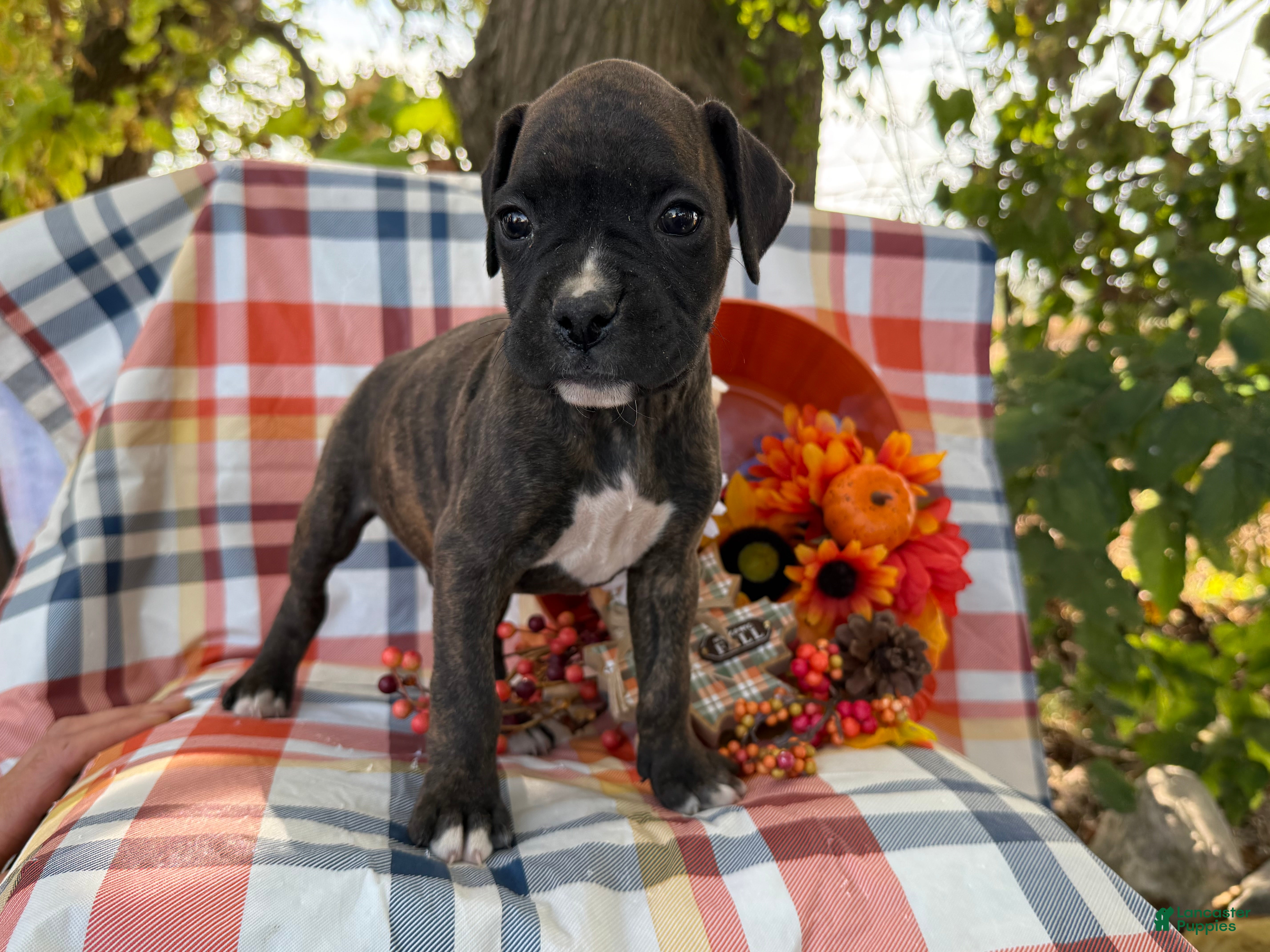 Boxer dogs Aspen - Ad 37