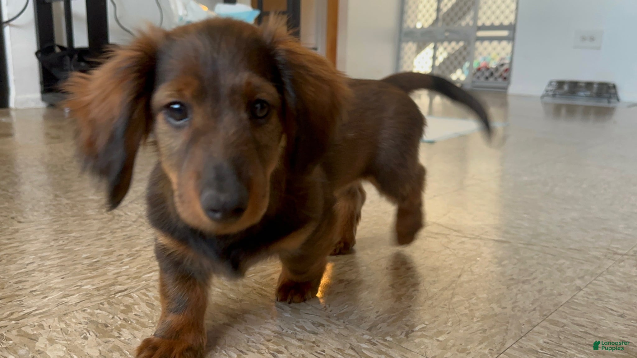 Dachshund dogs Dachshund Puppy 1 - Ad 34