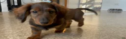 Dachshund dogs for sale: Dachshund Puppy 1 - Ad 1