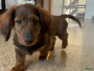 Dachshund dogs Dachshund Puppy 1 - Ad 34