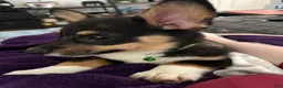 Welsh Corgi Pembroke dogs for sale: BHT Male Welsh Corgi Pembroke - Ad 3