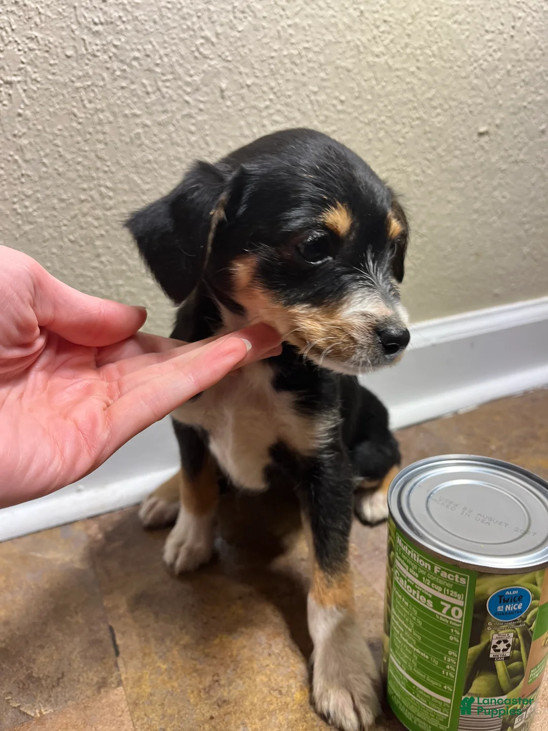 Mixed Breed dogs for sale: Ella - Ad 3