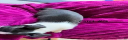 Boston Terrier dogs for sale: Boston Terrier 5 - Ad 7