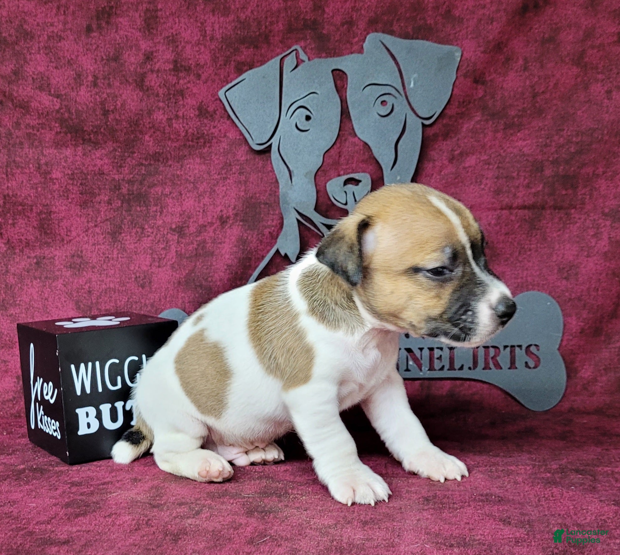 Jack Russell Terrier dogs Pyro CKC Reg male  - Ad 1