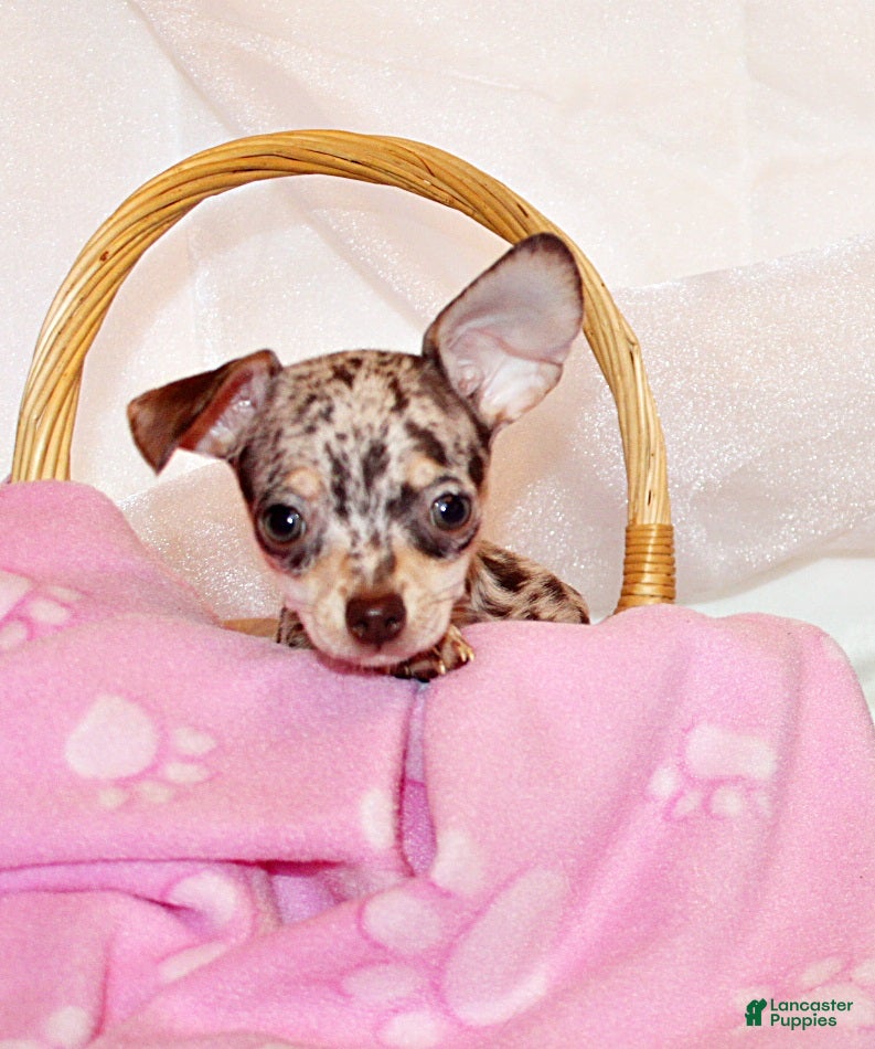 Chihuahua dogs Hazel - Ad 24