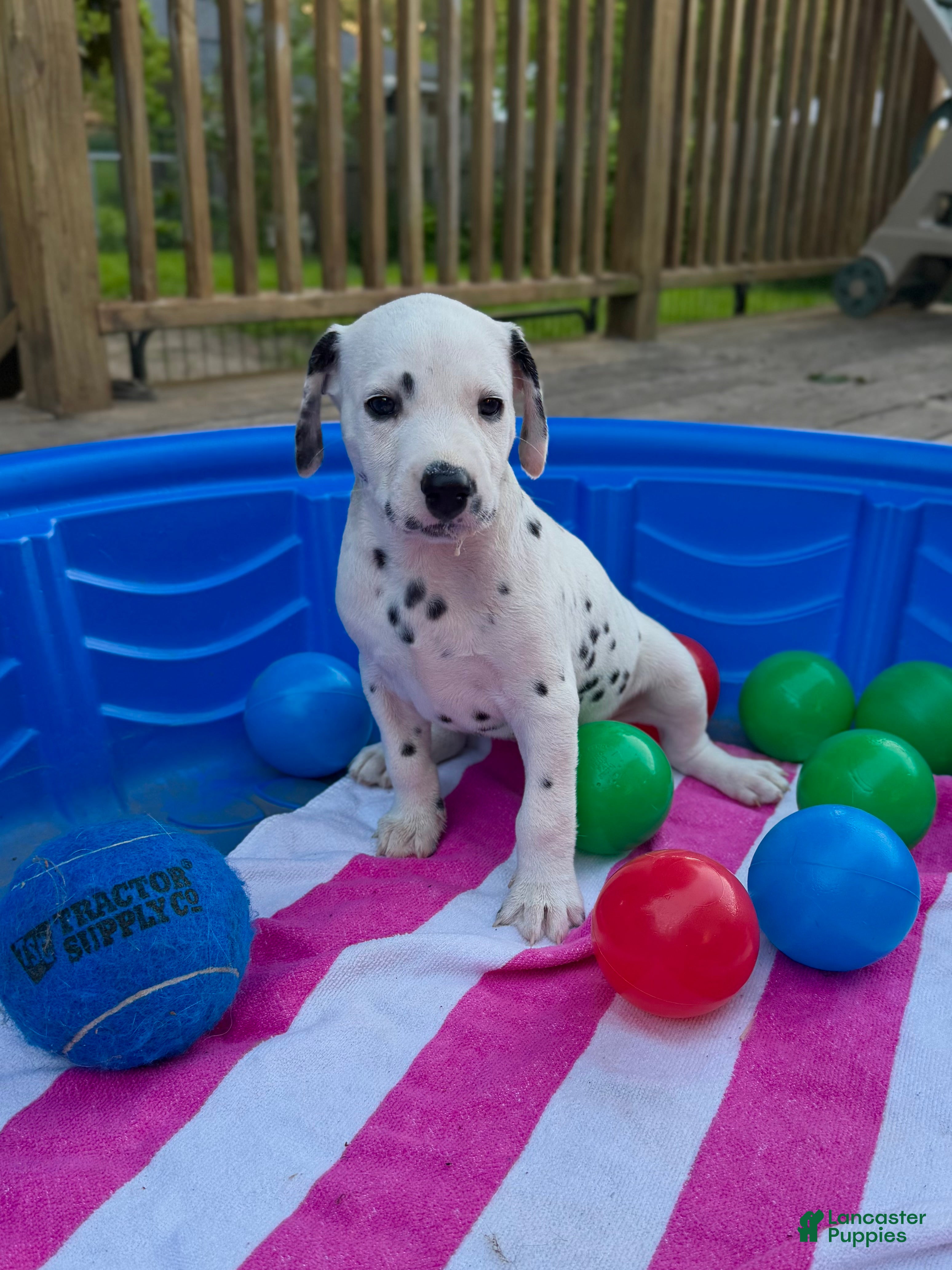 Dalmatian dogs Dalmatian 2 - Ad 17