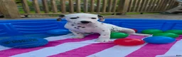 Dalmatian dogs for sale: Dalmatian 2 - Ad 1