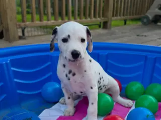 Dalmatian dogs Dalmatian 2 - Ad 6