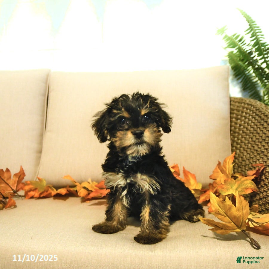 Yorkiepoo dogs Pepper - Ad 6
