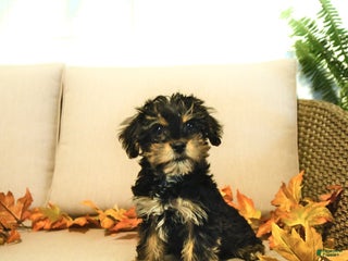 Yorkiepoo dogs Pepper - Ad 2