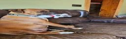 Boxer dogs for sale: Boxer Puppy 7 - Ad 2