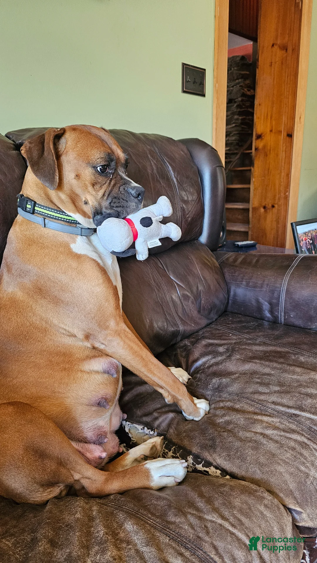 Boxer dogs for sale: Boxer Puppy 7 - Ad 2