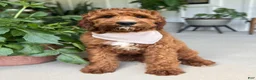 Irish Doodle dogs for sale: Harrison - Ad 9