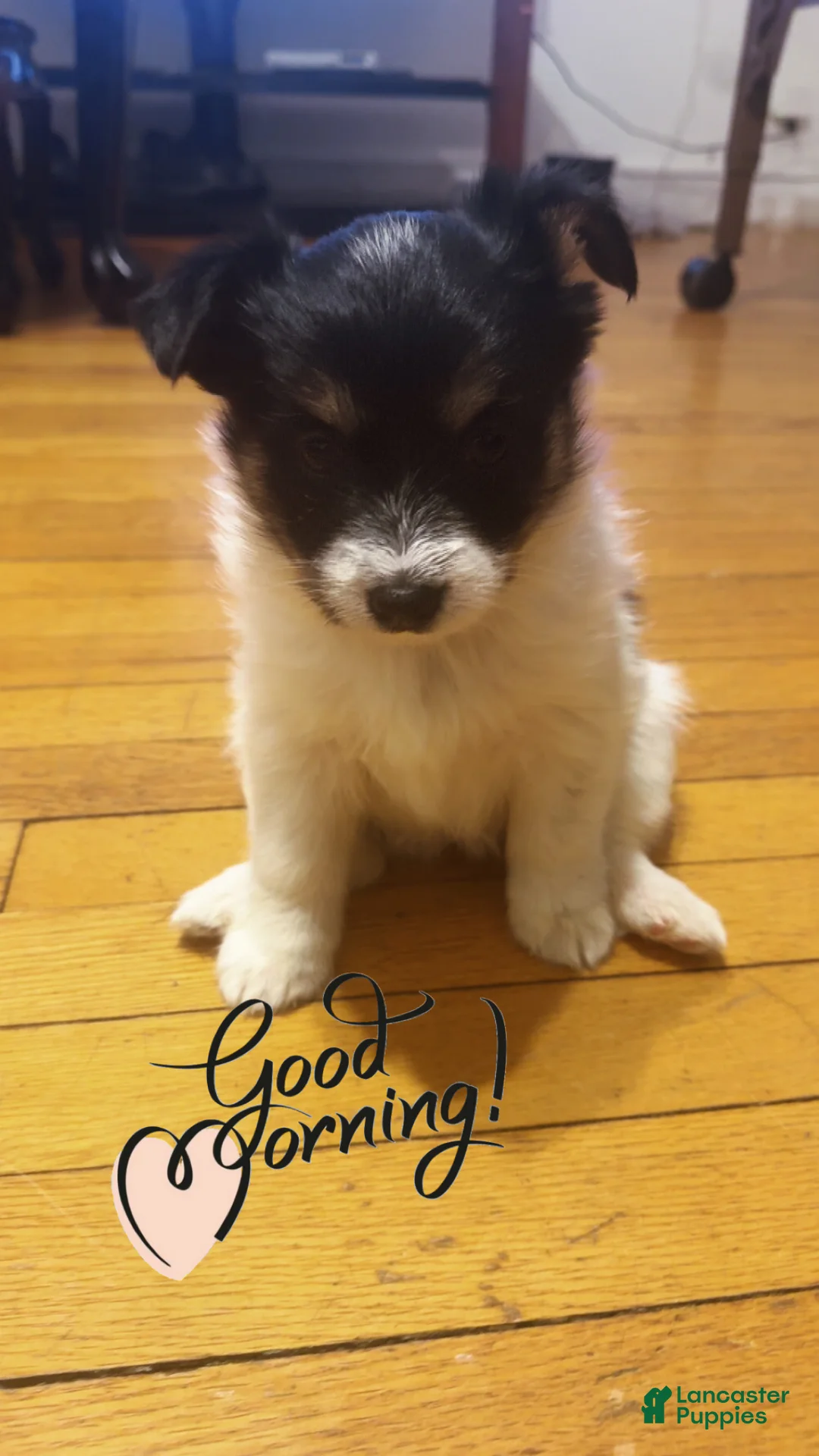 Mixed Breed dogs for sale: Oreo - Ad 1