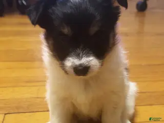 Mixed Breed dogs Oreo - Ad 31