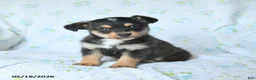 Mixed Breed dogs for sale: Jack  - Ad 3
