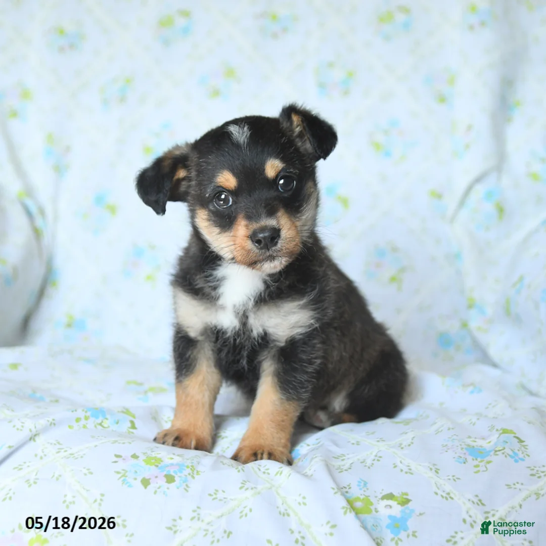 Mixed Breed dogs for sale: Jack  - Ad 3
