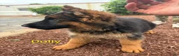 German Shepherd dogs for sale: Dolly-Female - Ad 1