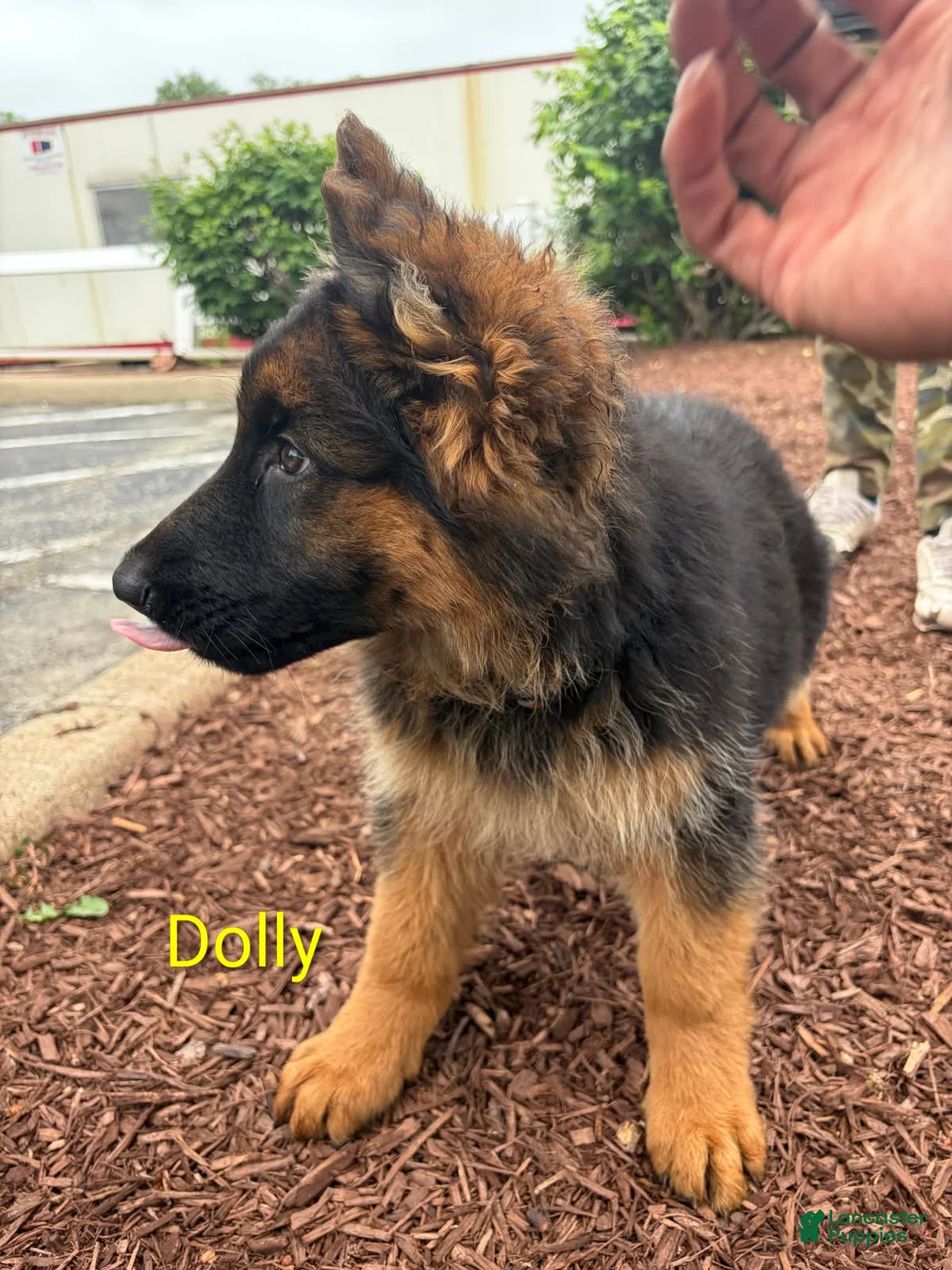 German Shepherd dogs for sale: Dolly-Female - Ad 1
