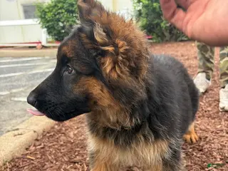 German Shepherd dogs Dolly-Female - Ad 38