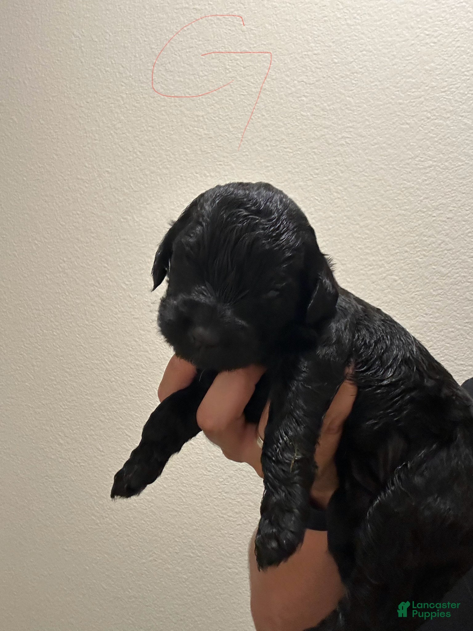 Goldendoodle dogs Goldendoodle Puppy 6 - Ad 12