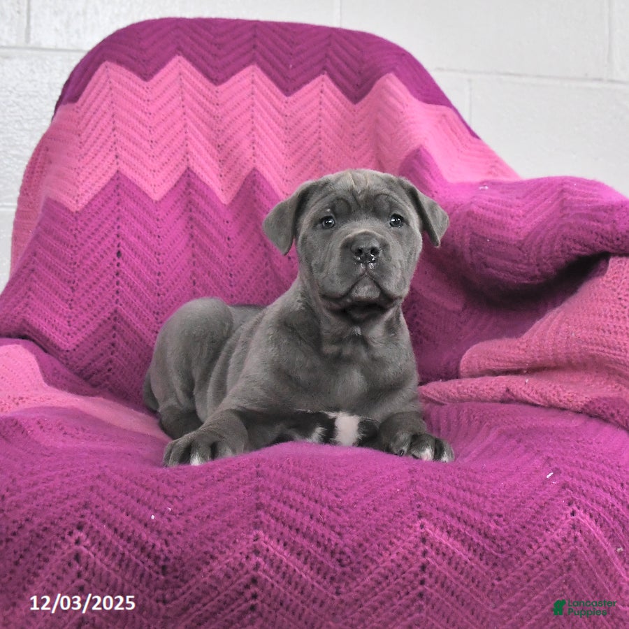 Cane Corso dogs Remi  - Ad 38