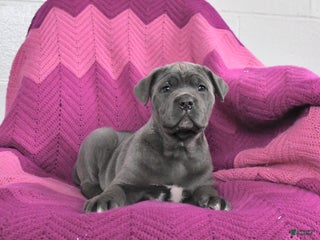 Cane Corso dogs Remi - Ad 9